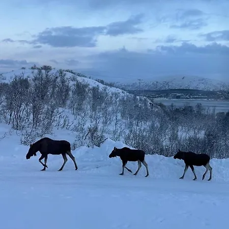 ホームステイ Kvaloya Arctic Retreat - In Beautiful Kvaloya, トロムソ