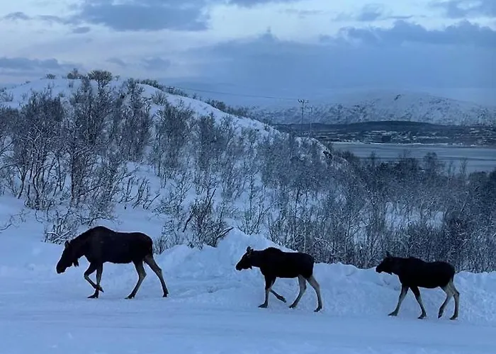 Quarto em Acomodações Particulares Kvaloya Arctic Retreat - In Beautiful Kvaloya, Tromsø