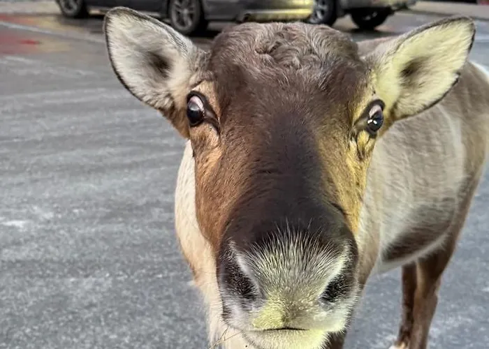 Kvaløya Arctic Retreat - In Beautiful Kvaløya,