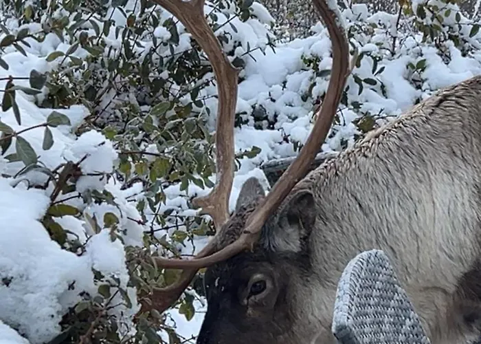 Quarto em Acomodações Particulares Kvaloya Arctic Retreat - In Beautiful Kvaloya, Tromsø